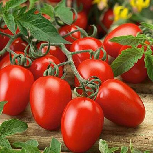 มะเขือเทศ อิตาลี Solanum tomato Roma vf 30 เมล็ด