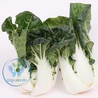 เมล็ดบ๊อกฉ่อย 2,500 - 5,000 เมล็ด เบบี้บ๊อกฉ่อย ผักกวางตุ้งฮ่องเต้ก้านขาว Pakchoi / Bokchoi