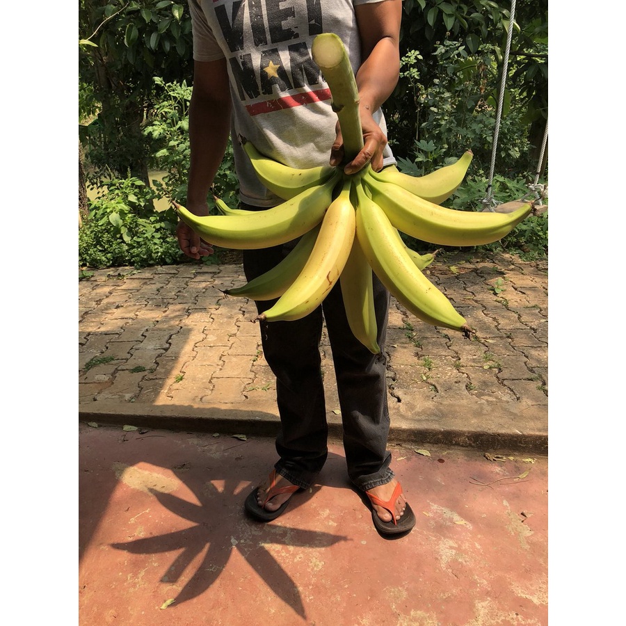 🍌ต้นหน่อกล้วยงาช้าง กล้วยลูกใหญ่ ยาว หน่อสวยพร้อมปลูกค่ะ - รูปที่ 3