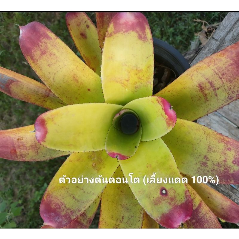 สับปะรดสีนีโอซันคิงไม้แดดสวยๆ - รูปที่ 6