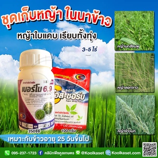 กำจัดหญ้าใบแหลม เบอร์โน 250ซีซี+เอสซอร์บ100กรัม ในนาข้าว หญ้าดอกขาว  หญ้าข้าวนก เร่งดูดซึม คูลเกษตร KP27