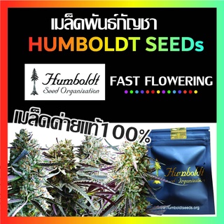 เมล็ดกัญชา ค่ายแท้100% Humboldt Seeds Organization [Fast Flowering] ช่วงทำดอกเวลาสั้นลง เพศเมีย