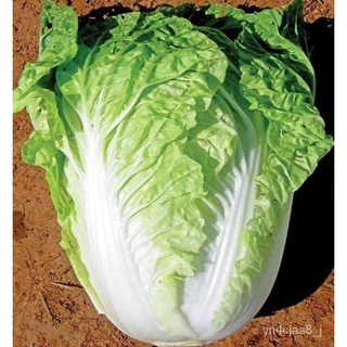 （อัตราการปลูกสูง）ขายส่ง โปร ลดสุด80% กุหลา Chinese Cabbage Seeds 200 เมล็ด เมล็ดพันธุ์ผัก บอนไซ ต้นไม้จิ๋ว ผักสวนครัว Pl