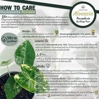 ต้น อโลคาเซีย ลองจิโลบา อโลคาเซียพญาจงอาง Alocasia Longiloba