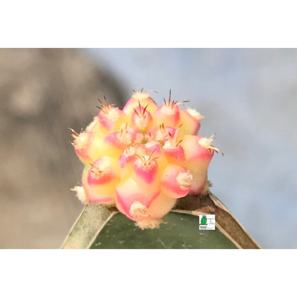 แคคตัส โมโมทาโร Cactus Gymnocalycium Momotaro Variegated (โมโมทาโร) 02