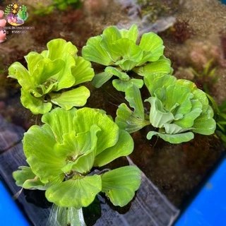 ดอกจอกกุหลาบ Wate lettuec🌸🌱