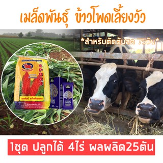 พันธุ์ข้าวโพดหมัก ข้าวโพดต้นสด อายุสั้น ชุดสุดคุ้มพร้อมสารอินทรีย์เพิ่มผลผลิต 25ตัน