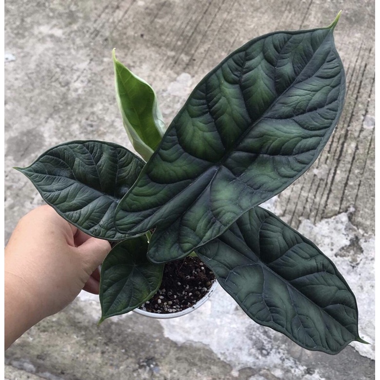 Alocasia dragon scale อโลคาเซีย ดราก้อนสเกล