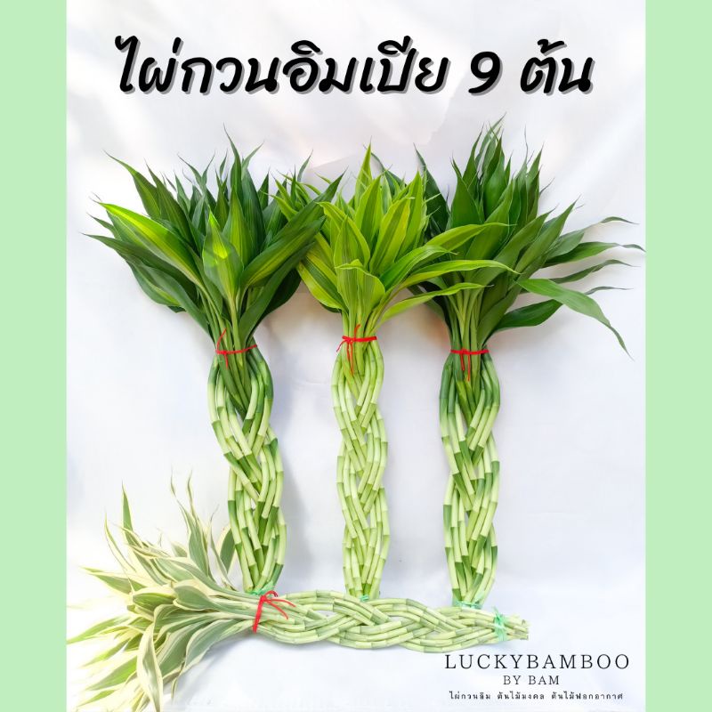 ไผ่กวนอิมเปีย 9 ต้น สูง 45-50 cm แบบที่ 1 ราคา ถูกที่สุด ดีลบีเคเค