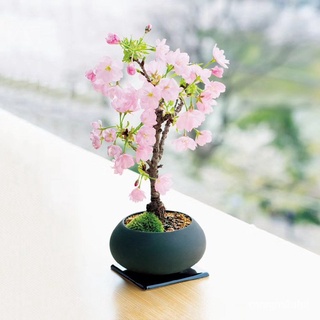 （คุณภาพสูง เมล็ด）（sd174-5 seeds）Japanese weeping cherry blossomsed 94AH/ง่าย ปลูก สวนครัว เมล็ด A8P0