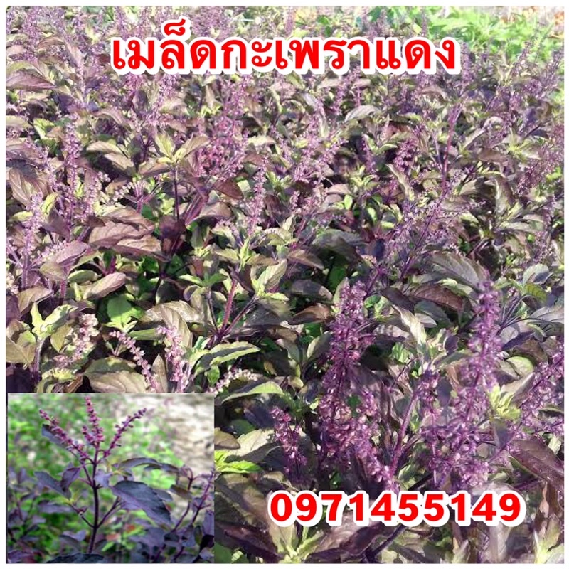 เมล็ดพันธ์กะเพราแดง