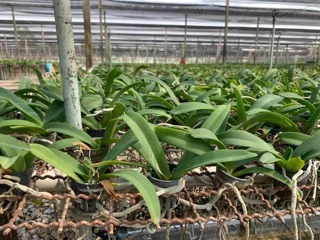 กล้วยไม้ช้างนิ้ว ต้นเล็ก Rhynchostylis gigantea หลากสายพันธุ์