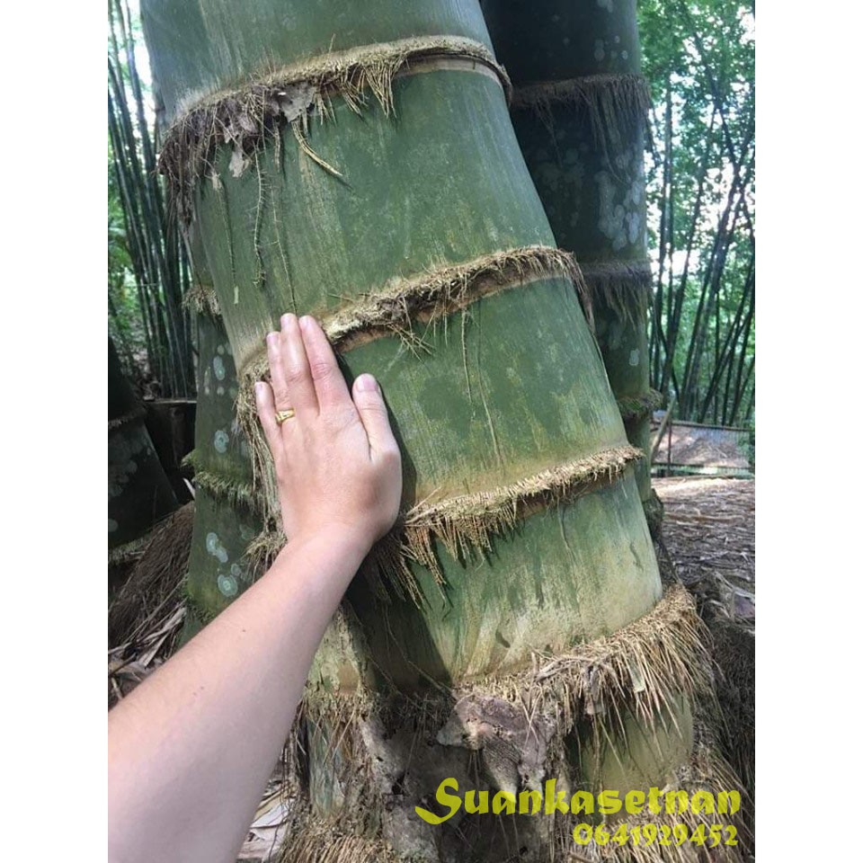 ไผ่ยักษ์ ไผ่ยักษ์น่าน ไผ่ยักษ์เมืองน่าน Dendrocalamus giganteus "Yak Nan" พร้อมส่ง