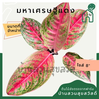 มหาเศรษฐีแดง กระถาง 8 นิ้ว อโกลนีมา ด่างแบบโดดเด่น aglaonema ไม้แรร์