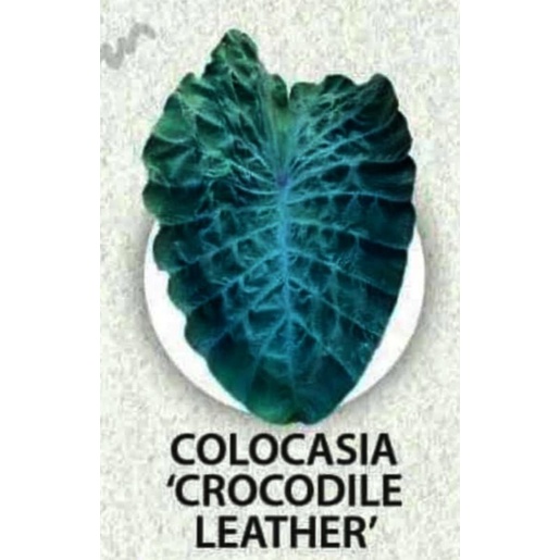 บอนจระเข้ Colocasia crocodile leather
