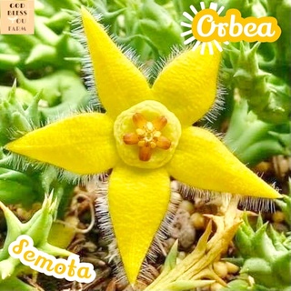 [เก๋งจีนดอกเหลือง] Orbea Semota Lutea แคคตัส เก๋งจีน ส่งพร้อมกระถาง กระบองเพชร ดอกเหลือง หน่อเก๋งจีน ดอกสีสวย ดอกสีสดใส