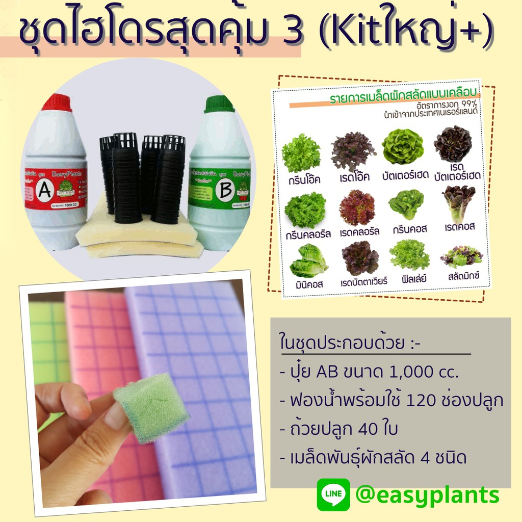 Best saller ชุดปลูกผัก สลัด ไฮโดรโปนิกส์ DIY สุดคุ้ม (Kit ใหญ่ Plus) เมล็ดฟ้าทะลายโจร เมล็ดแคนตัส เมล็ดผัก เมล็ดพืช กล้วยไม้