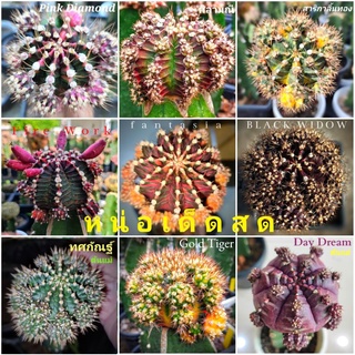 แคคตัสยิมโน⭐โคลนดัง⭐💥ราคาพิเศษเดือนกันยายน65💥🌵ประเภทสินค้าหน่อเด็ดสด🌵ใช้สำหรับขึ้นกราฟบนตอ และใช้ชำหน่อ