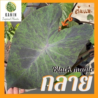 แบล็คเมจิก กลาย บอนดำ แบล็กเมจิก กลาย ไม้ประดับ ไม้จัดสวน Blackmagic variegated Colocasia