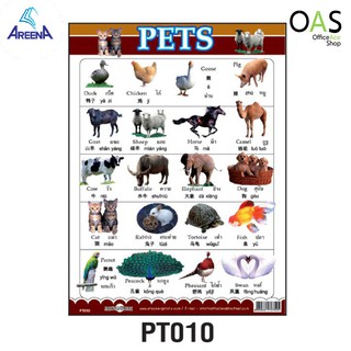 AREENA 3 Language Poster โปสเตอร์ 3 ภาษา 38x51cm PT010 : PETS