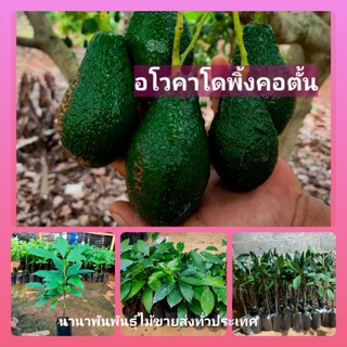 🍀ต้นอโวคาโดพิ้งคอตั้น เสียบยอดสวยๆจากโครงการ มาแล้วจ้า