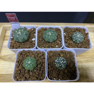 กระบองเพชร แอสโตไฟตัม คละแบบ5ต้น astrophytum mix🌵