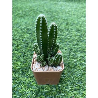 🌵🌵แคคตัส Cactus กระบองเพชร ปราสาทนางฟ้า ส่งทั้งกระทาง พร้อมปลูก