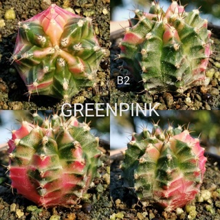 ยิมโนด่าง ไม้เมล็ด ตรงปก (#B2)​ - Gymnocalycium​ Cactus แคคตัส กระบองเพชร ไม้อวบน้ำ ไม้กราฟ ราคาถูก​ GYMNO ด่าง ยิมโน