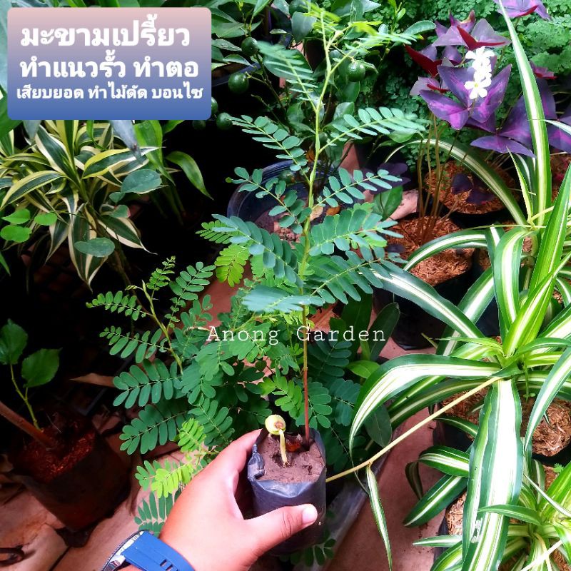 ต้นกล้า มะขามเปรี้ยว ต้นละ 15 บาท ทำเป็นไม้ดัด บอนไซ ทำแนวรั้ว ทำตอเสียบยอด