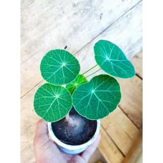 บัวบกโขด ไม้ฟอกอากาศยอดนิยม🎉มีใบทุกต้นคะ🌱
