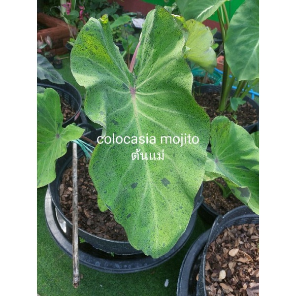 colocasia mojito โมจิโต้