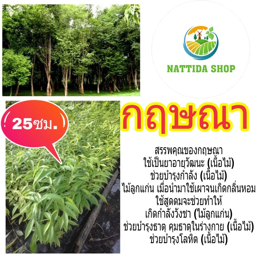 ต้นกฤษณา 25ซม. กฤษณา เป็นไม้หอม ไม้ เศรษฐกิจ