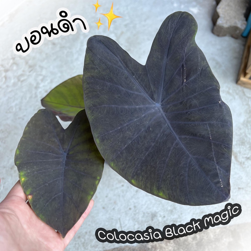 Colocasia Black Magic โคโลคาเซีย แบล็คเมจิค บอนดำ ไซส์สูง 30-40 ซม.