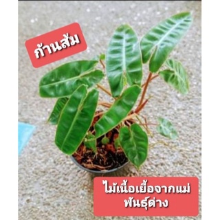 ก้านส้ม ลุ้นด่าง ไซส์อนุบาล ต้นฟิโลเดนดรอนก้านส้ม (Philodendron billietiae) ไม้เนื้อเยื่อลุ้นด่างจากแม่พันธุ์ด่าง