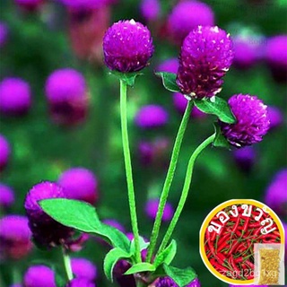 High quality seeds 100Pcs Home Decor 100Pcs Purple Small Wild Grass Bonsai Rare Purple Wildflowers S男装/玫瑰/头饰/园艺/seeds/苹果