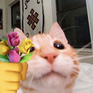 Profile mmaylp