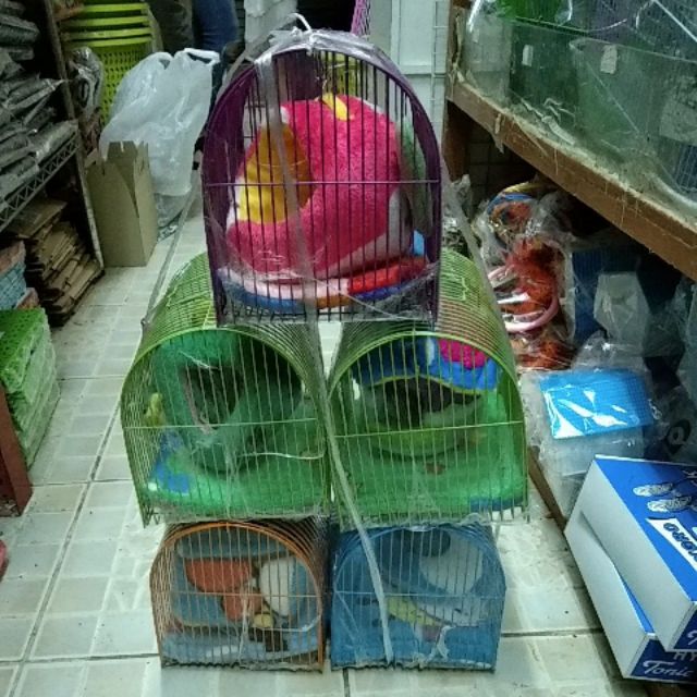 กรงกระรอก ชูการ์ไกรเดอร์ หนูเเฮมเตอร์ มีทั้งหมด 4 สี ส้ม เขียว ม่วง ฟ้า