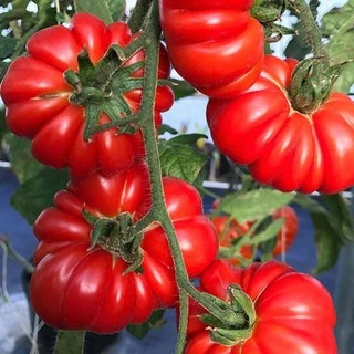 เมล็ดพันธุ์ มะเขือเทศ คอสโตลูโต Costoluto Genovese Tomato Seed 20 เมล็ด คุณภาพดี ของแท้ 100%