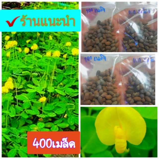 (บรรจุ500เมล็ด)เมล็ดพันธุ์ถั่วบราซิล ปลูกประดับสวยงาม พืชคลุมดิน สนามหญ้า จัดสวน