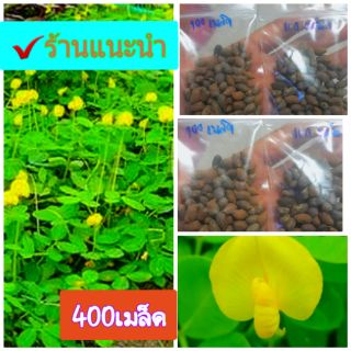 (บรรจุ400เมล็ด)เมล็ดพันธุ์ถั่วบราซิล ปลูกประดับสวยงาม พืชคลุมดิน สนามหญ้า จัดสว