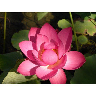 2 เมล็ด เมล็ดบัว สีชมพู ดอกใหญ่ นำเข้า บัวนอก สายพันธุ์เมล็ดบัว Lotus seeds