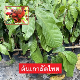 ต้นเกาลัดไทย กิ่งตอน สูง50-70เซนติเมตร พร้อมปลูก ผลมีเปลือกสีแดงหุ้มเมล็ดสีดำ นำไปต้มหรือคั่วรับประทานได้