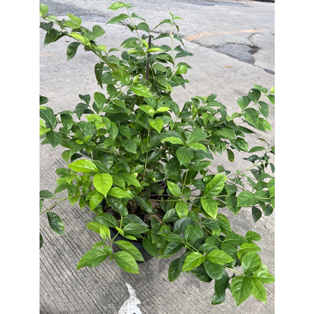 มุมมอง 4