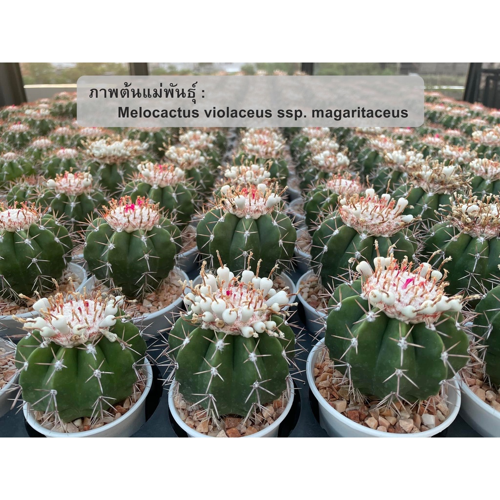 (SD001)เมล็ดเมโลแคคตัสแคระ Melocactus violaceus ssp. magaritaceus (40 เมล็ด, 100 เมล็ด)