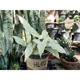 เงินไหลมาหน้าขาว ใบแคบ Syngonium silver holly