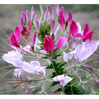 เมล็ด ดอกคลีโอเม่ สไปเดอร์แพลนท์ คละสี - Spider Plants Cleome Flower