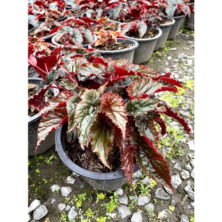 บีโกเนีย (Begonia spp. &amp; hybrid) ขนาด 8"