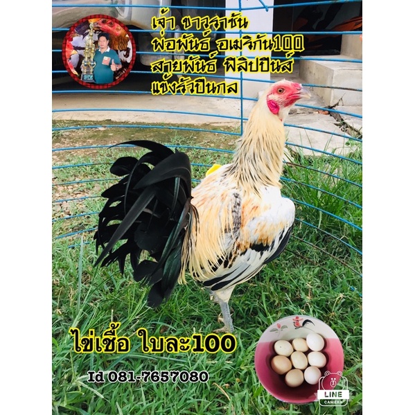 ขายไข่เชื้อ พม่า/อเมริกัน สายพันธุ์แข้งรัวๆ ปืนกล ไก่ชนฟิลิปปินส์