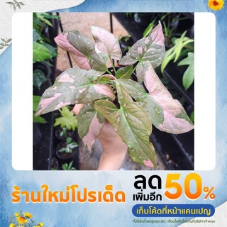 เงินไหลมาด่างชมพู🌸 syngonium Pink splash🌸 ไม้ใบสวยงาม