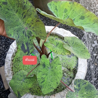 Colocasia Mojito (โคโลคาเซีย โมจิโต้) ตัดสด